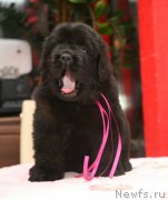 Превью фото № 142643