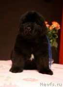 Превью фото № 142746