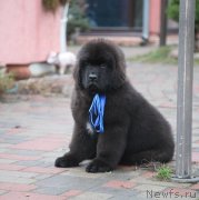 Превью фото № 142754