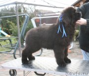 Превью фото № 142755