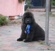 Превью фото № 142756