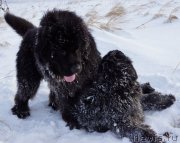 Превью фото № 142968