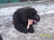 Превью фото № 142984