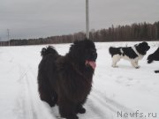 Превью фото № 142986