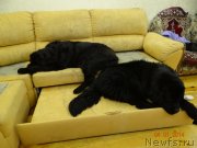 Превью фото № 142994