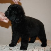 Превью фото № 142995