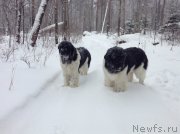 Превью фото № 143011