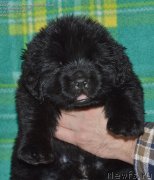 Превью фото № 143037