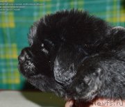 Превью фото № 143038