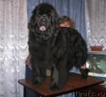 Превью фото № 14304