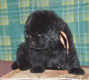 Превью фото № 143040