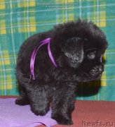 Превью фото № 143047