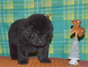 Превью фото № 143084