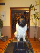 Превью фото № 143114