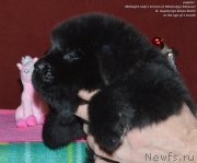 Превью фото № 143115