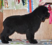 Превью фото № 143137