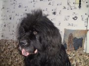 Превью фото № 143159