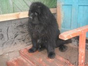 Превью фото № 143169