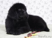 Превью фото № 143176