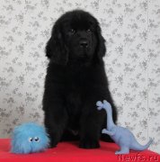 Превью фото № 143184