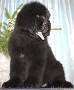 Превью фото № 143219