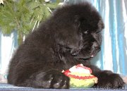 Превью фото № 143221