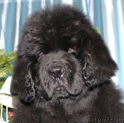 Превью фото № 143222