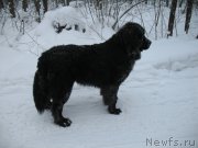 Превью фото № 143233