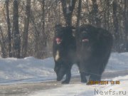 Превью фото № 143238