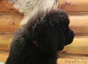 Превью фото № 143268