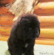 Превью фото № 143269