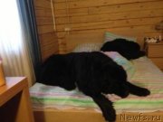 Превью фото № 143270