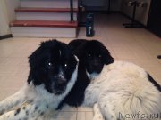 Превью фото № 143290