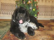 Превью фото № 143315