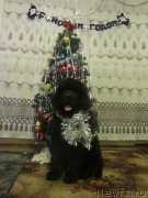 Превью фото № 143316