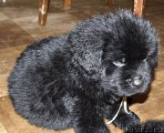 Превью фото № 143345