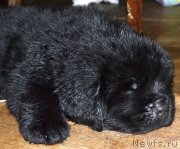 Превью фото № 143346