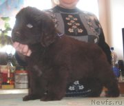 Превью фото № 143370