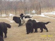 Превью фото № 143403