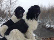 Превью фото № 143443