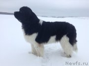 Превью фото № 143447