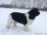 Превью фото № 143448