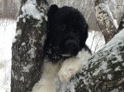 Превью фото № 143453