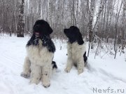 Превью фото № 143454