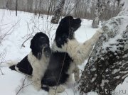 Превью фото № 143457