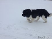 Превью фото № 143462