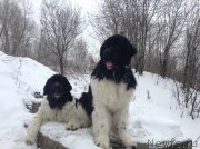 Превью фото № 143467