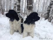 Превью фото № 143470