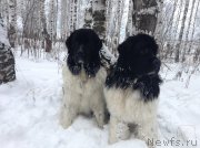 Превью фото № 143471