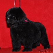 Превью фото № 143558